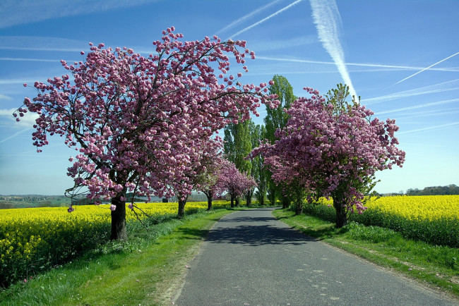 Обои картинки фото природа, дороги, весна, цветущие, деревья, дорога, рапс, поле