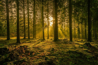 Картинка природа лес