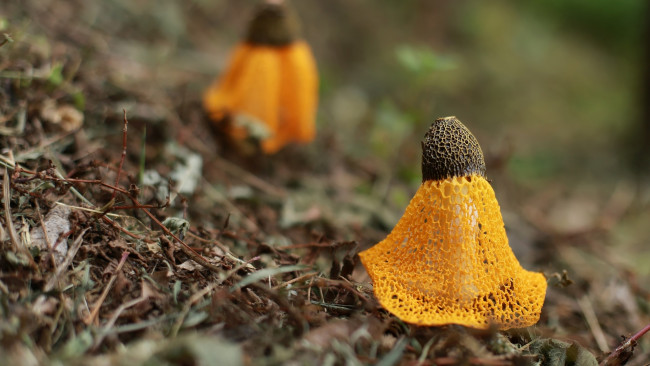 Обои картинки фото природа, грибы, веселка, обыкновенная