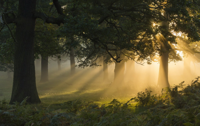 Обои картинки фото природа, лес, туман, утро