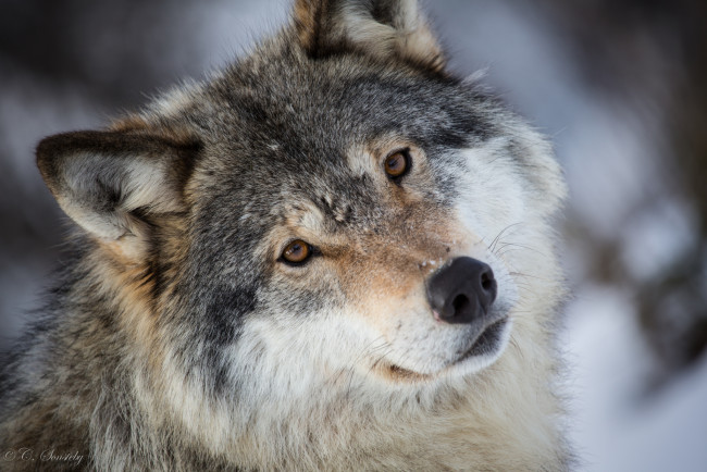 Обои картинки фото животные, волки,  койоты,  шакалы, взгляд