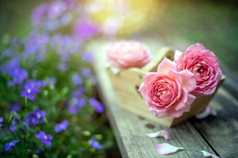 Картинка цветы розы розовый бутоны боке