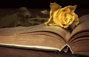 Картинка цветы розы цвести книга антиквариат ностальгия