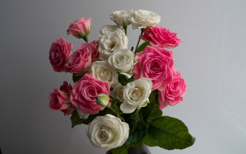 Картинка цветы розы белый розовый бутоны букет