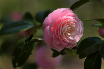 Картинка цветы камелии розовая камелия макро