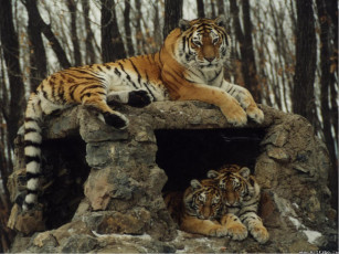 обоя тигры, животные