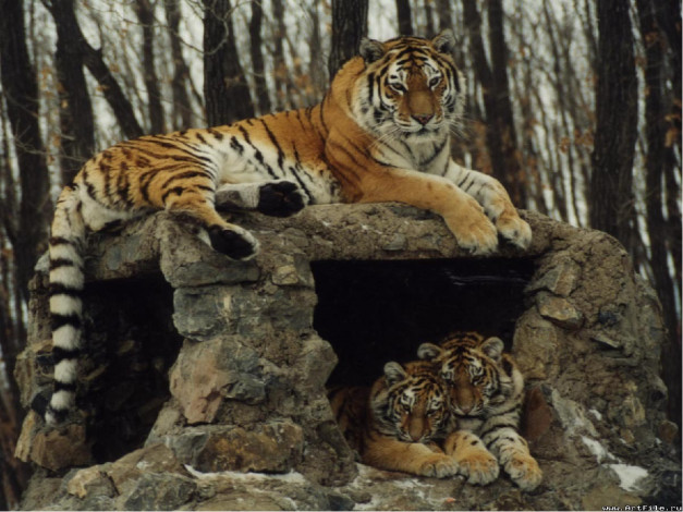 Обои картинки фото тигры, животные