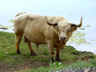 Картинка животные коровы буйволы рога бык большой