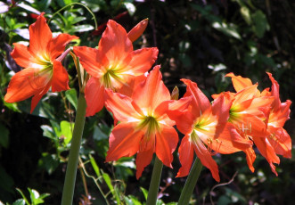 Картинка цветы амариллисы гиппеаструмы оранжевый амарилис