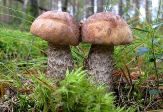 Картинка природа грибы подосиновик двое