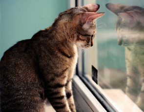 Картинка животные коты окно наблюдение кот