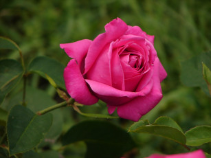 Картинка цветы розы ветка роза королева