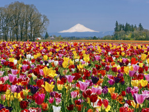 Картинка цветы тюльпаны гора деревья разноцветные