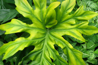 Картинка природа листья макро зеленый фон