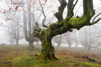 Картинка природа деревья британские леса дерево мох утро