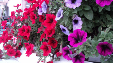 Картинка цветы петунии калибрахоа красный фиолетовый сиреневый