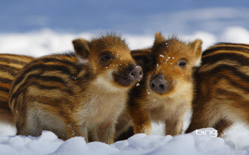 Картинка животные свиньи кабаны поросята