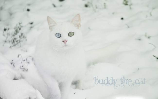 Обои картинки фото животные, коты, снег, кот