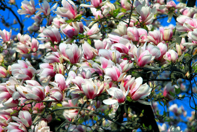 Обои картинки фото цветы, магнолии, дерево, цветение, весна
