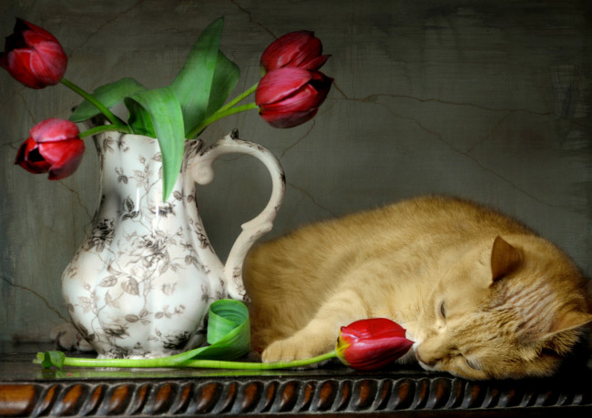 Обои картинки фото животные, коты, кот, ваза, тюльпаны