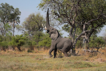 Картинка животные слоны хобот деревья