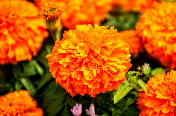 Картинка цветы бархатцы оранжевый макро