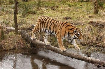 Картинка животные тигры вода бревно полосатый
