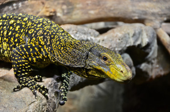 Картинка monitor lizard животные Ящерицы игуаны вараны дерево сучья варанчик