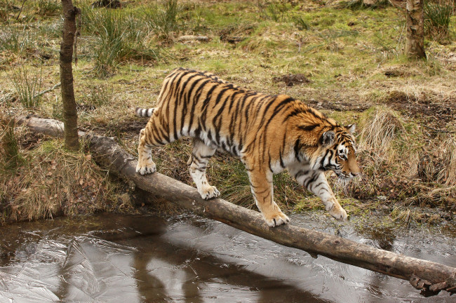 Обои картинки фото животные, тигры, вода, бревно, полосатый