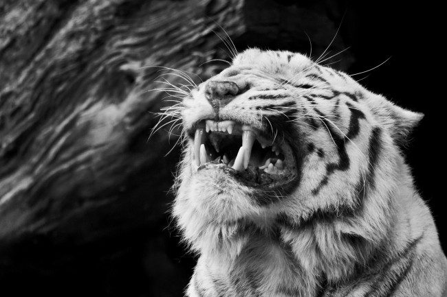 Обои картинки фото животные, тигры, чёрно-белое, злость, ярость, белый, тигр, оскал, морда, клыки