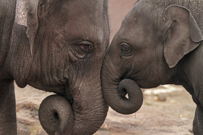 Обои картинки фото животные, слоны, чувства, хоботы