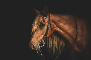 Картинка животные лошади грива профиль морда конь уздечка