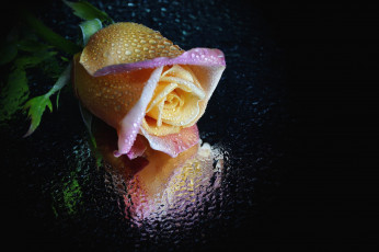 Картинка цветы розы отражение капли