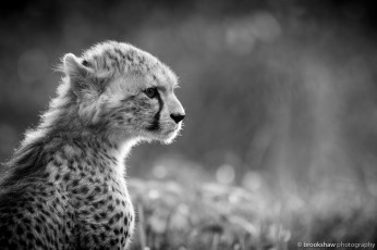 Картинка животные гепарды молодой профиль хищник черно-белое