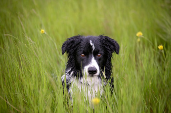 Картинка животные собаки трава взгляд