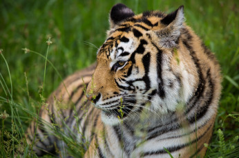 Картинка животные тигры трава отдых хищник профиль