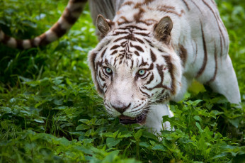 Картинка животные тигры заросли морда кошка