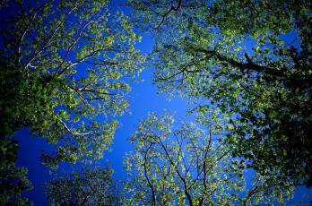Картинка природа лес листва деревья небо кроны ветки