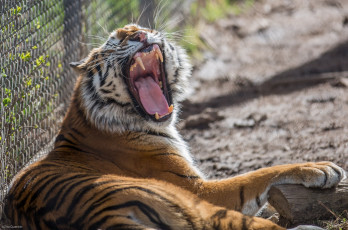 Картинка животные тигры клыки пасть зевает кошка зоопарк решетка отдых