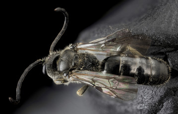 Картинка животные насекомые макросъемка насекомое