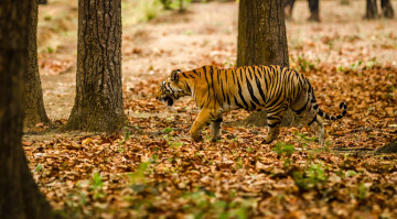 Картинка животные тигры лес полоски хищник маскировка бенгальский