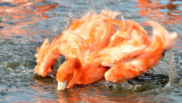 Картинка животные фламинго купание брызги розовый крылья вода