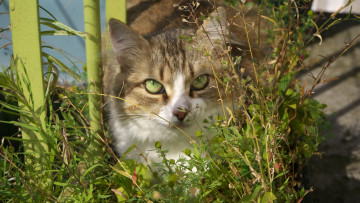 Картинка животные коты кошка трава лето