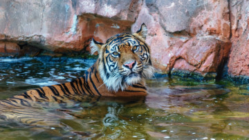 Картинка животные тигры купание морда кошка