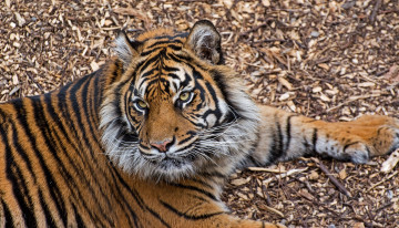 Картинка животные тигры лапы отдых кошка морда полоски