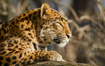 Картинка животные леопарды мех профиль морда кошка