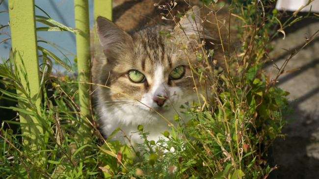 Обои картинки фото животные, коты, кошка, трава, лето