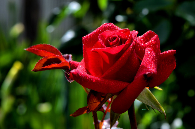 Обои картинки фото цветы, розы, макро, капли, бутон, роза