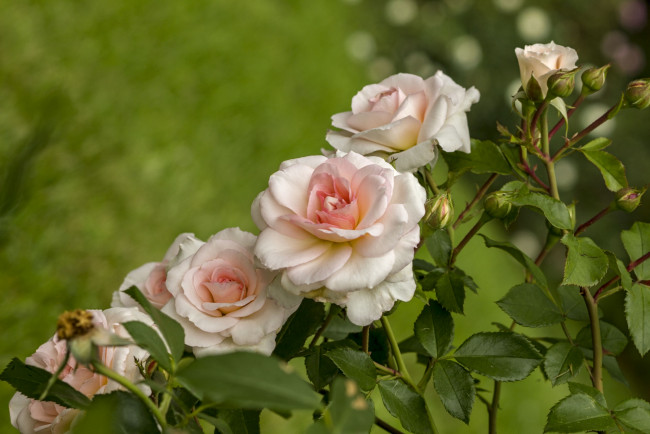 Обои картинки фото цветы, розы, красота