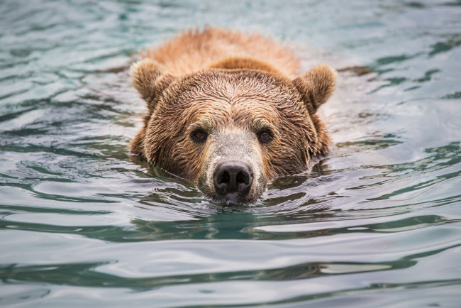 Обои картинки фото животные, медведи, гризли, морда, нос, вода, купание